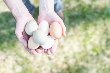 Why Have my Chickens Stopped Laying Eggs?