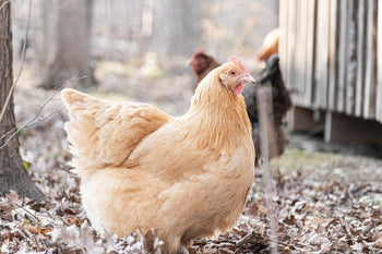 Infectious Coryza in Chickens: Symptoms, Treatment, and More