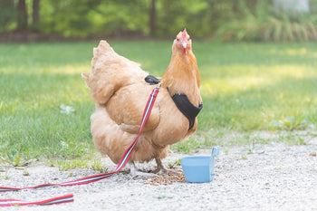 Chicken Harness: Are they Good for your Chickens?