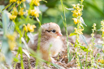 Spotting a Dehydrated Chick & How to Help 