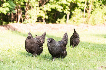 Why Do Chickens Sneeze and How to Help