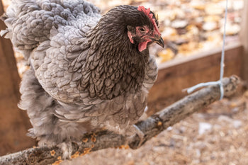 Why You Should Build a Chicken Swing