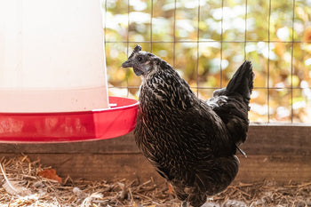 Why are Electrolytes Important for Chicken and Chick Health?