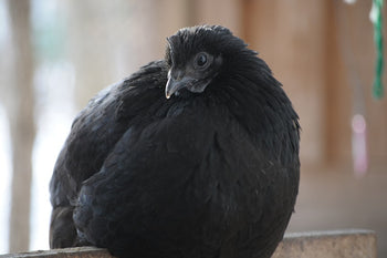 A Guide to Bantam Chickens