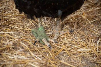 Chicken Mites: Types, Treatments, & Prevention