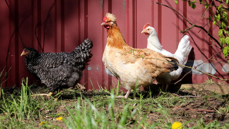 Friendly chickens outside of their coop