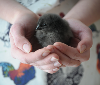 How to Get a Chicken to Like & Trust You