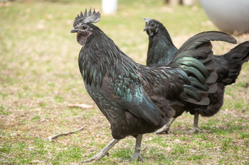 Two Svart Hona chickens in a field