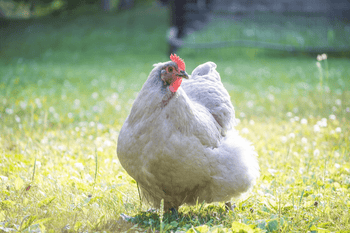 Chickens & Heat Stress: How to Identify, Prevent, & Treat