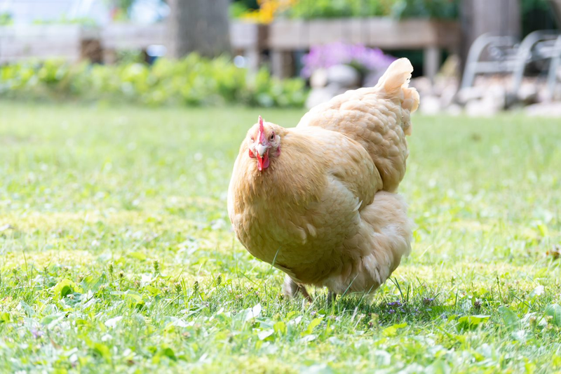 A chicken happily living in the suburbs