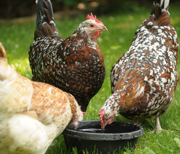 Best Chicken Breeds for Beginners