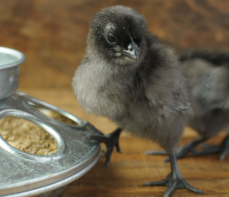 Can Chicks Eat Grubblies?
