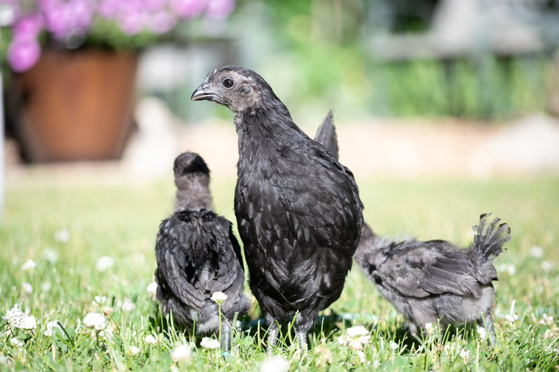 Chicks and a pullet ready to introduces to the rest of the flock
