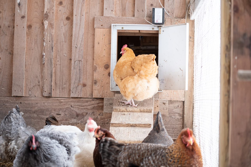 A red hen going up the ramp into her coop with other chickens in the foreground