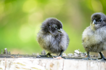 Spotting a Dehydrated Chick & How to Help
