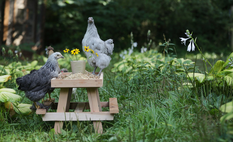 Two chickens enjoying their fish-free feed on a picnic table