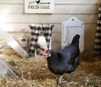 Gift Ideas for Backyard Flocks (And Those Who Love Them)