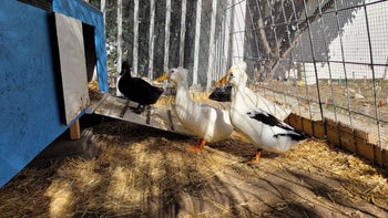 Habitat and Housing for Ducks: Best Practices for Creating a Safe and Comfortable Living Environment
