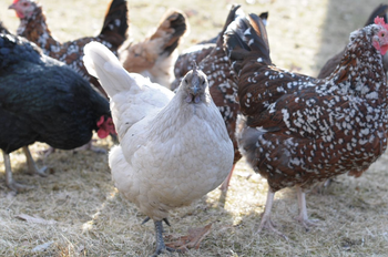 A group of chickens with a set pecking order