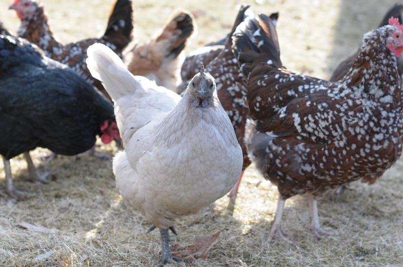 A group of chickens with a set pecking order