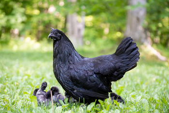 A broody hen with chicks she raised