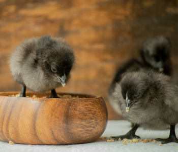 5 Tips for Feeding Chicks and Pullets