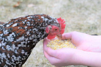 Treats vs Snacks for Chickens