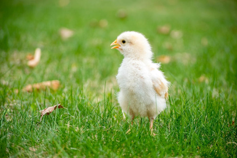 Starting to Free-Range? When You Can Take Your Chicks Outside