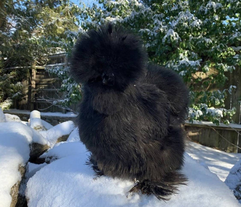 Tips to Keep Your Chickens Safe and Warm This Winter