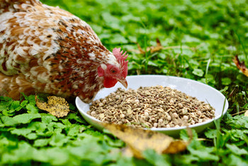 Feeding Guide: How to Introduce New Food to Your Chickens