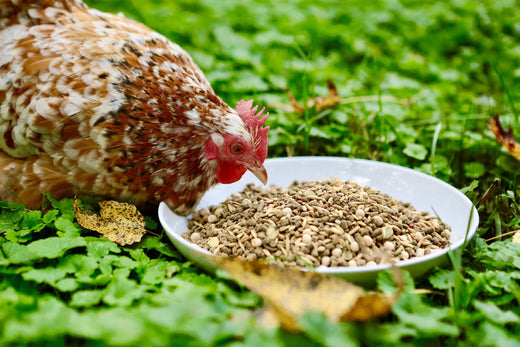 Feeding Guide: How to Introduce New Food to Your Chickens | Grubbly