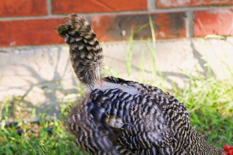 Recognise and Stop Chicken Feather Pecking - Dine a Chook