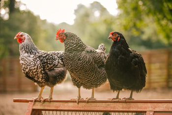 Atlanta-Based Grubbly Farms Raises Almost $3 Million From Overline VC to Help You Feed Your New Backyard Chickens