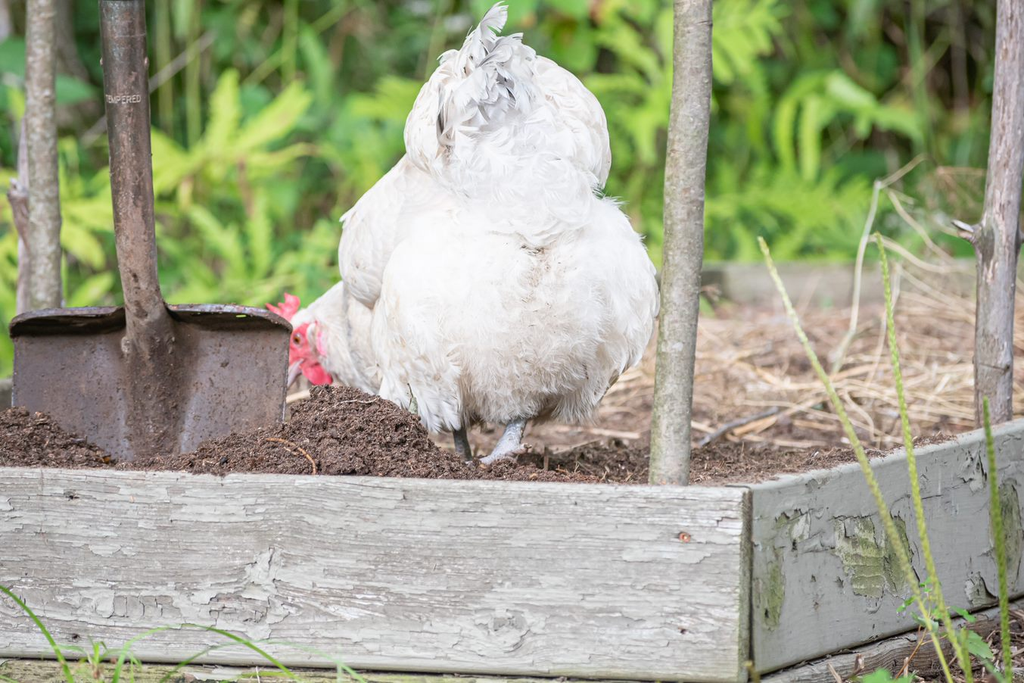 A white chicken foraging in the fresh compost