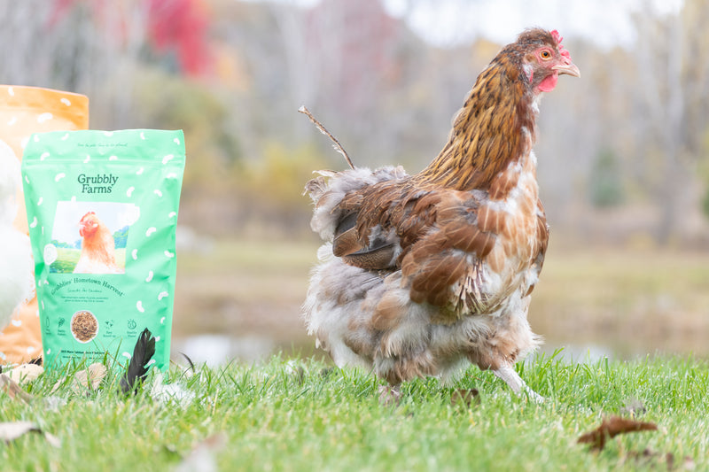 How Hungry Chickens are Helping Fight Climate Change
