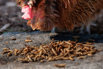 Insects Were the Future of Food. They’ve Ended Up in the Pet Aisle.