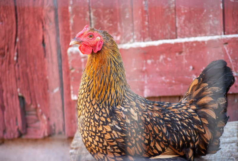 5 Steps to Winterize Your Chicken Coop