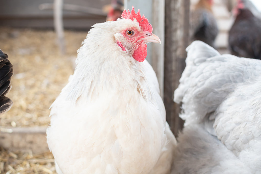 Crop Impaction in Chickens: Causes, Treatment, & Prevention