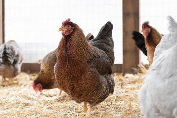 Marek’s Disease in Chickens: Vaccination, Signs, & Symptoms