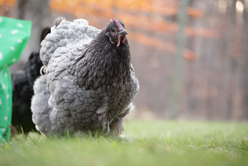 The Cochin Chicken Deep Dive