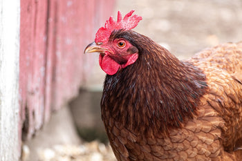 Rhode Island Red Chicken Deep Dive: A Guide for Chicken Owners