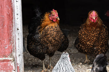 Internal Chicken Parasites: What to Watch For