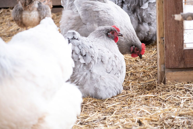 How to Manage Your Chickens’ Stress for Better Egg Production