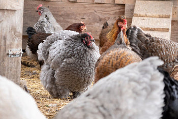 The Avian Flu: How to Protect Your Backyard Flock