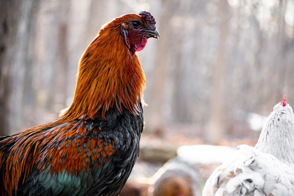 Common Chicken Predators & How to Prevent Them | Grubbly Farms