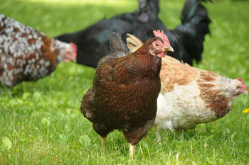 Fowl Pox (Avian Pox): A Comprehensive Guide