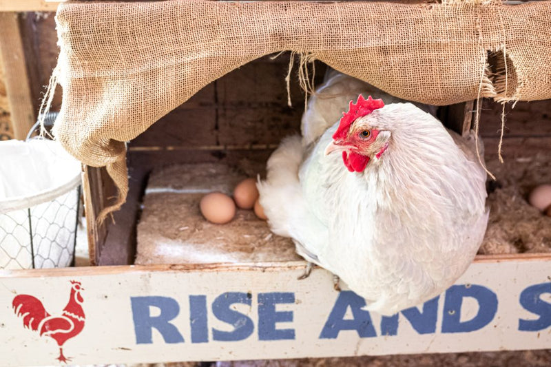 Hemp Nesting Pads: The Secret to Easier Maintenance & Cleaner Eggs