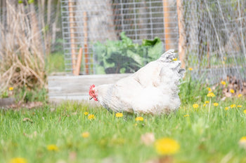 Toxic Plants for Chickens