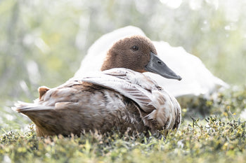 Thinking of Adopting a Pet Duck?