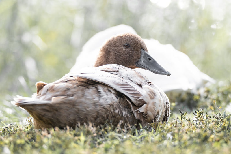 Thinking of Adopting a Pet Duck?